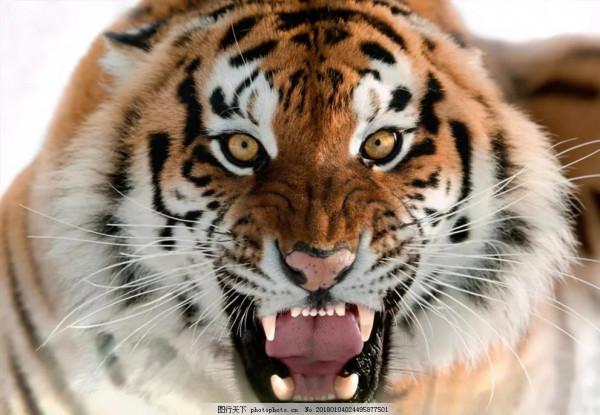 虎年縱覽老虎圖片、話老虎