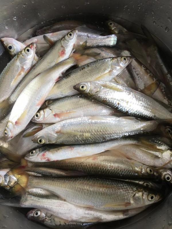 暮春野釣小魚攻略，比大魚好吃，釣個幾斤不是問題