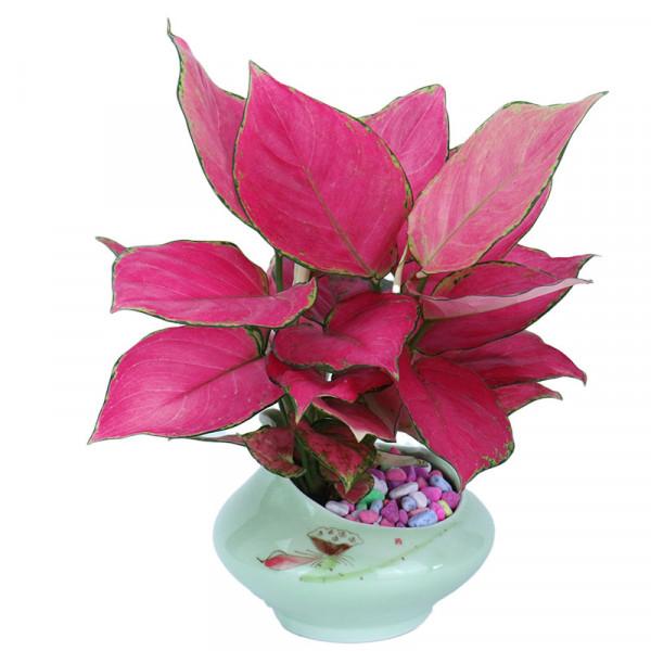 稀有觀葉植物-植物非試管高效快繁吉利紅 稀有觀葉植物-植物非試管高效快繁吉利紅