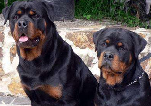 羅威納犬懷了寶寶，要如何醫護呢？你會了嗎？