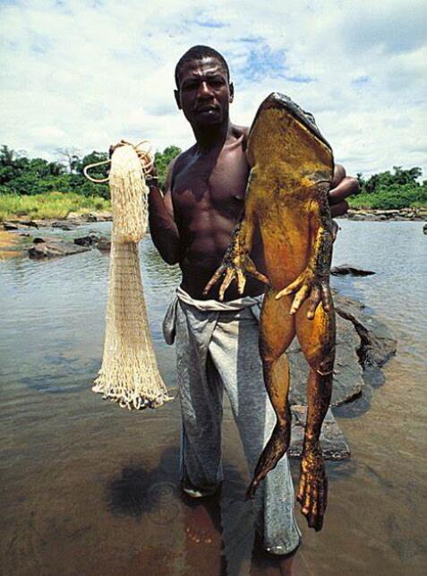 地球上最大的青蛙,會有意識地給後代們築巢,並且加以保護 地球上最大的青蛙,會有意識地給後代們築巢,並且加以保護