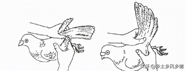 鴿子分公母的簡單方法,只需看這三點,一眼就能分辨出來 鴿子分公母的簡單方法,只需看這三點,一眼就能分辨出來
