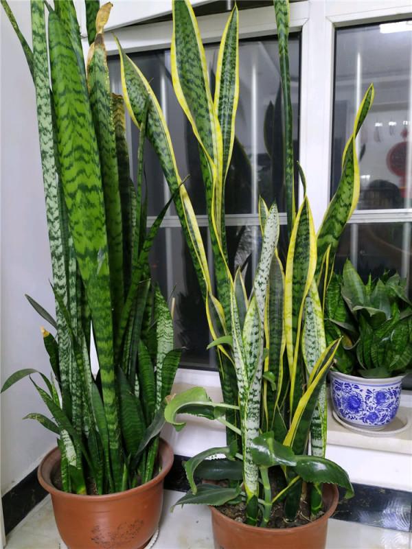 客廳想養“大盆栽”,建議從這10種裡面選,格調高寓意好,還養人 客廳想養“大盆栽”,建議從這10種裡面選,格調高寓意好,還養人