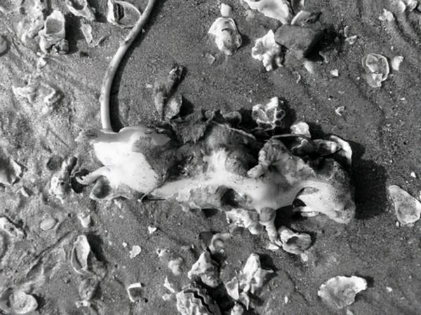 軍史上極為罕見的戰例：我軍用上千條狗擺出怪陣，敵軍不戰而降