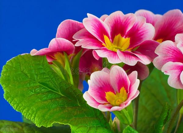 50種冬季裡開放的花卉，這些花最合適在冬季裡養