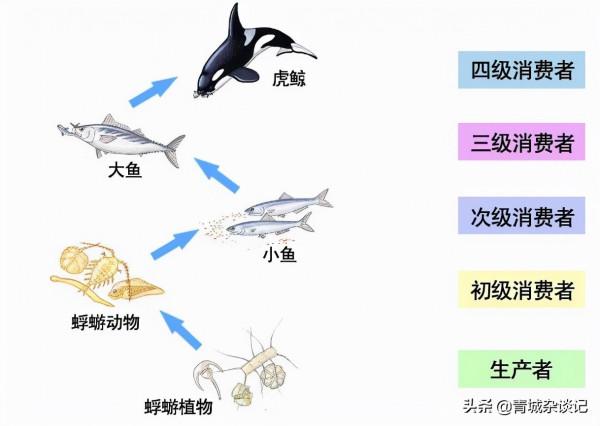 長江禁漁十年,裡面的魚如今變成什麼樣了?期間漁民們何以為生? 長江禁漁十年,裡面的魚如今變成什麼樣了?期間漁民們何以為生?