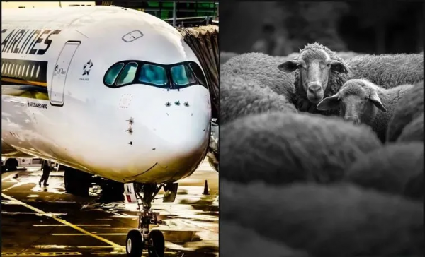 25個難以置信的動物事實,一個比一個神奇… 25個難以置信的動物事實,一個比一個神奇…