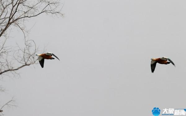 請叫我“赤麻鴨”，我不是鴻雁更不是野鴨子