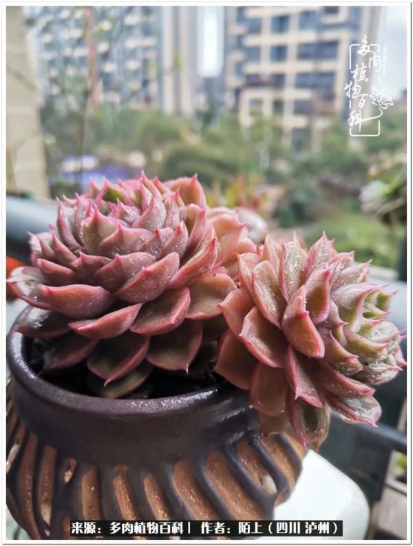 北向陽臺補光燈養多肉的那些事兒