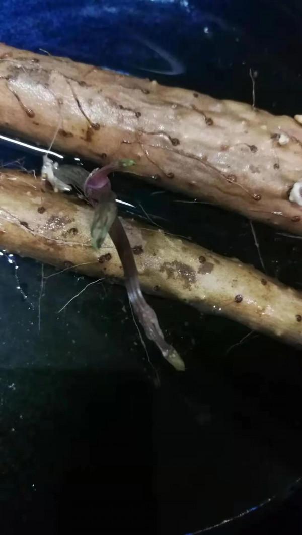 讓發芽的根莖類蔬菜變成綠植，美化你的居室