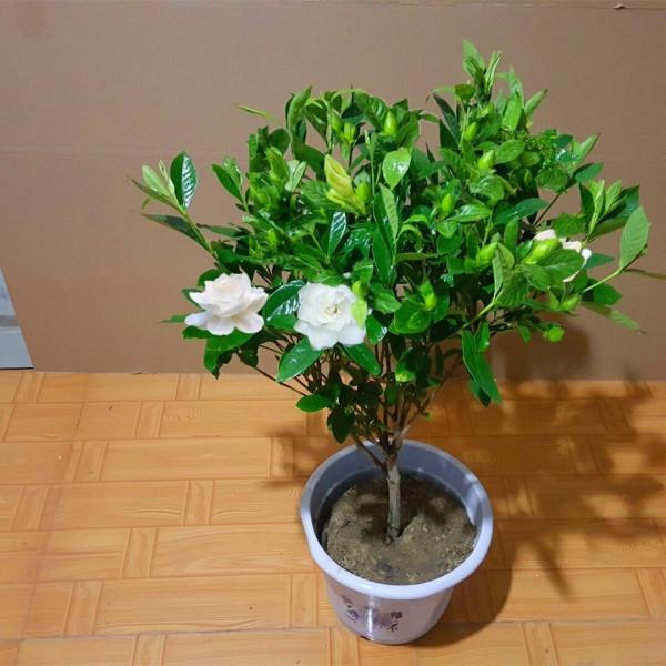 這4種花是大水桶,不停澆水,勤澆水才能有活力、葉翠綠、花不停 這4種花是大水桶,不停澆水,勤澆水才能有活力、葉翠綠、花不停