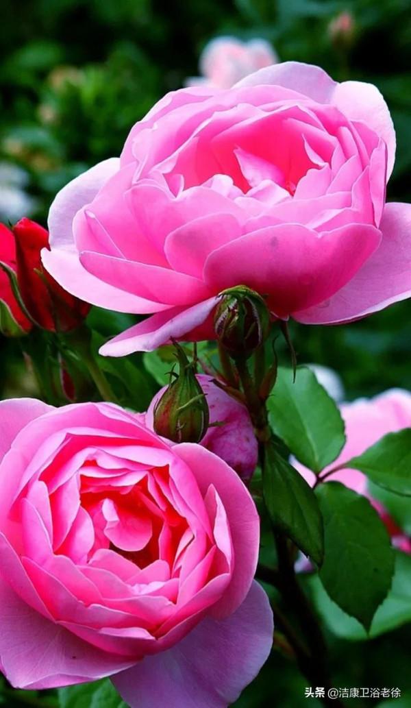 請欣賞美麗的奇美花草