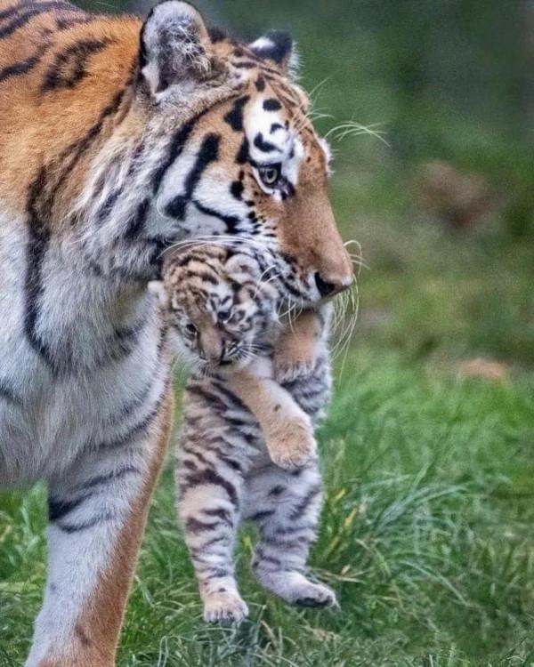 圖片分享：千姿百態的虎照來了，實屬精彩，值得收藏