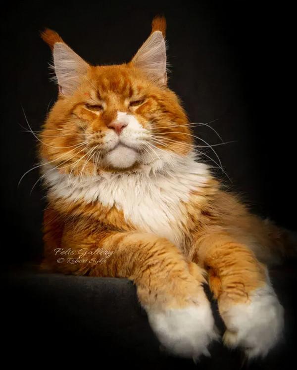 貓大十八變，來看看小眼緬因貓的蛻變史