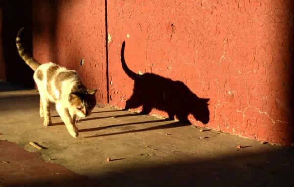 成為社群一霸的流浪貓,被保安大叔收服,還混了個編制 成為社群一霸的流浪貓,被保安大叔收服,還混了個編制