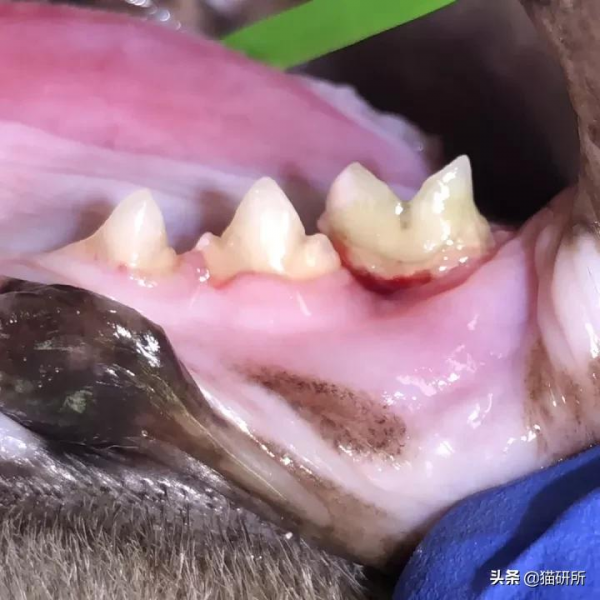 80%貓咪都有牙周炎？貓咪口臭就要警惕