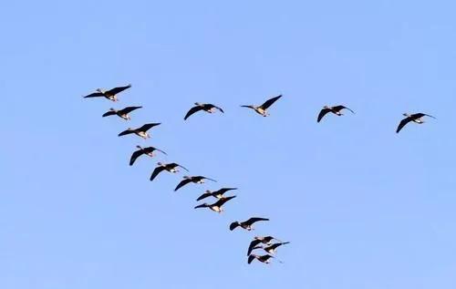 遷息的候鳥還能回來嗎？