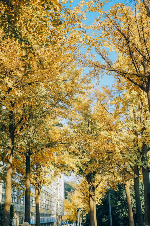 北京東路，喜提秋天