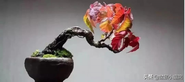盆景橫樁，臥式低頭之美