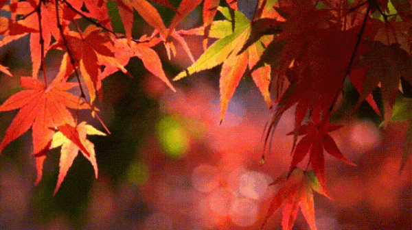 今天，邂逅一場浪漫的崇明“賞葉之旅”