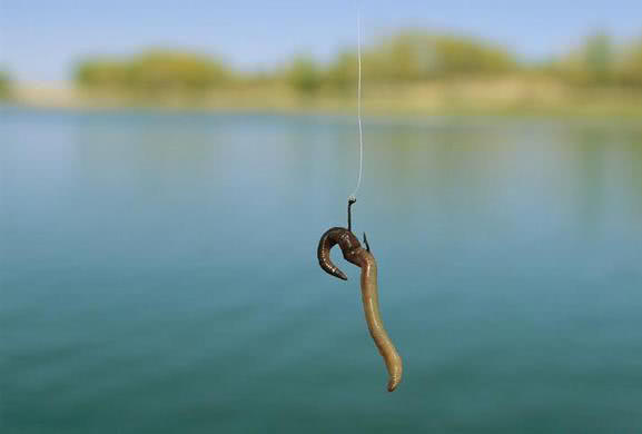 同樣都是用蚯蚓，為何有人連竿連到手軟，有人顆粒無收