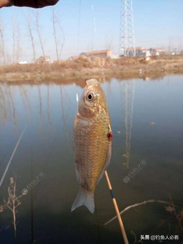 冬季垂釣，如果做到“深到好處”，也能有理想的魚獲