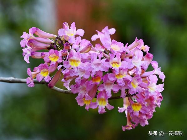 美麗的紫繡球花風鈴木