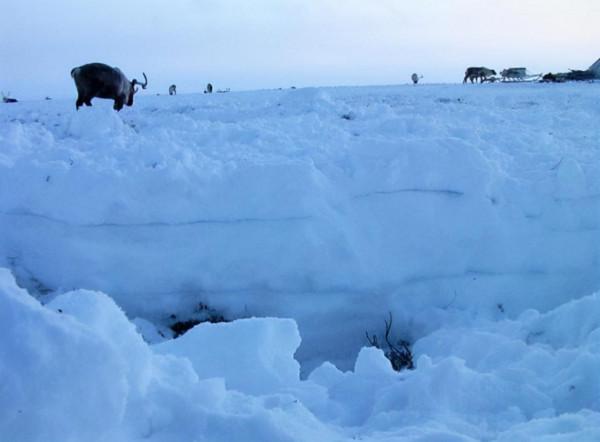 北極確定38度高溫！喜馬拉雅冰川傳來壞訊息，或影響數百萬人？