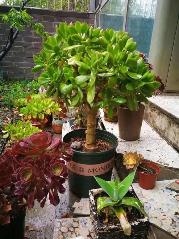 “壽命長”的11種花，好養寓意好，越養越值錢