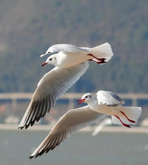 分享圖片一一比翼雙飛鳥