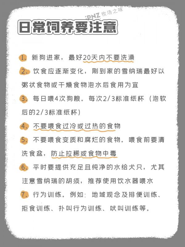 小個子的大智慧-迷你雪納瑞