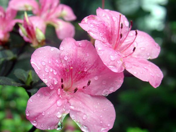 杜鵑小苗為何難栽不易成活,葉子驟然大量變白是何緣故? 杜鵑小苗為何難栽不易成活,葉子驟然大量變白是何緣故?