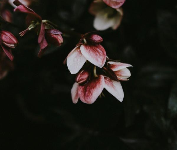 表面上看沒那麼機靈，卻處處彰顯智慧的星座，有大謀略，善於佈局