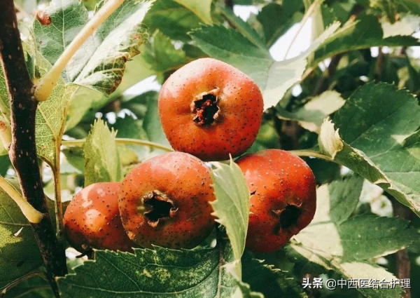 「秋季養生」秋天這種水果你該多吃,養肺護肝、焦慮、抑鬱、失眠也減輕了 「秋季養生」秋天這種水果你該多吃,養肺護肝、焦慮、抑鬱、失眠也減輕了