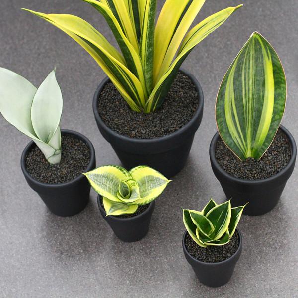 虎皮蘭有“5怕”，難怪從不出新芽，越養越難看