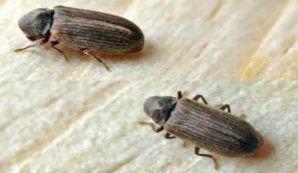 衣櫃常見的蟲子叫什麼？