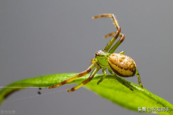 毒蜘蛛-五毒之——蜘蛛毒液,你應該瞭解的毒性知識(一)習性篇 毒蜘蛛-五毒之——蜘蛛毒液,你應該瞭解的毒性知識(一)習性篇