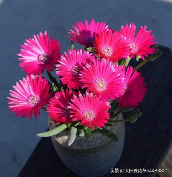 多肉奔龍怎麼養?掌握4點,株型肥美,開花美美噠 多肉奔龍怎麼養?掌握4點,株型肥美,開花美美噠