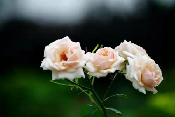 阿姨的兒子結婚10年了，沒回家過一次年，其原因讓父母心疼又氣惱