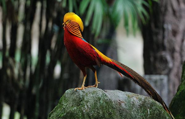 山西老漢放羊時發現一隻“金鳳凰”，風雨無阻投餵4年，結果怎樣
