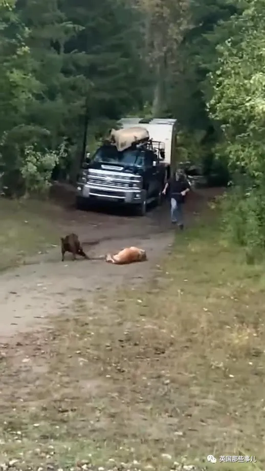 露營時狗狗被美洲獅襲擊,他瘋狂揮刀砍斷獅頭,網友吵翻了 露營時狗狗被美洲獅襲擊,他瘋狂揮刀砍斷獅頭,網友吵翻了