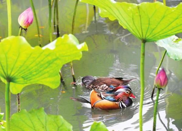 100幅美麗的鳥圖欣賞