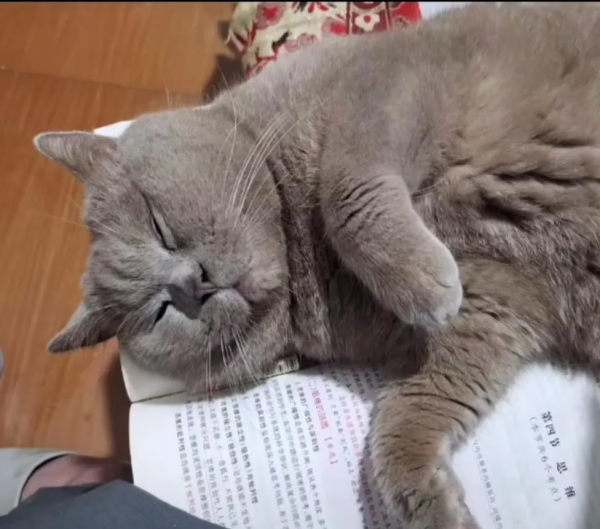 2塊錢，奪走了我家貓的命