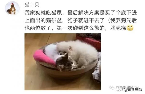 我家狗愛吃貓屎,貓知道後竟然特意到狗飯碗旁邊上廁所 我家狗愛吃貓屎,貓知道後竟然特意到狗飯碗旁邊上廁所