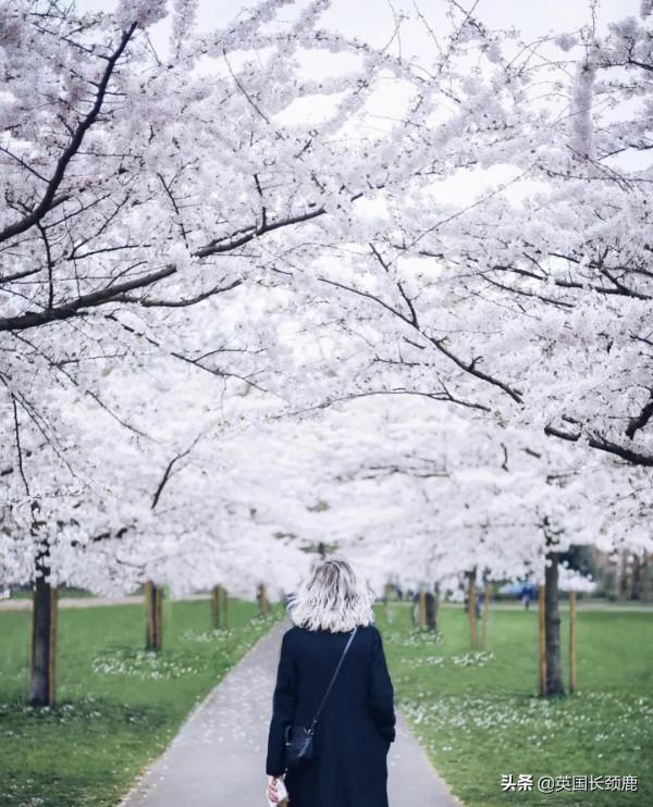 櫻花樹下的英國，你想念嗎？