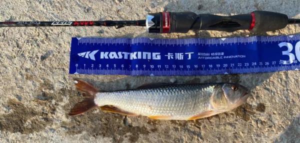 內有大魚，速點！「漁獲名人堂」