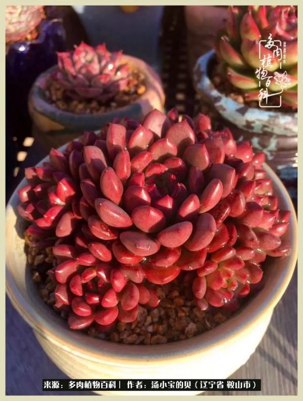 大東北的漫長冬季，我與多肉一起冬眠