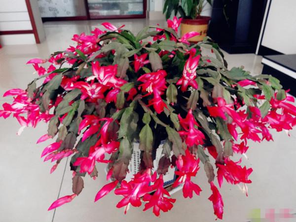 立冬後，這3種花卉愛“喝油”，兩週喂一次，花開滿枝頭