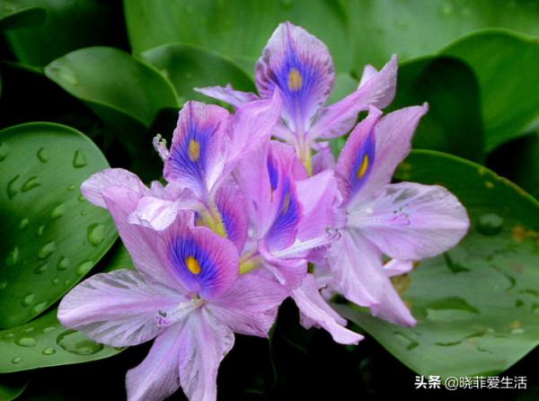 三種“漂亮花”，好養顏值高，卻被花友“嫌棄”，不是沒道理