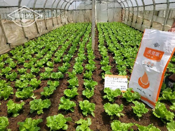 生菜配肥調,長得就是好 生菜配肥調,長得就是好